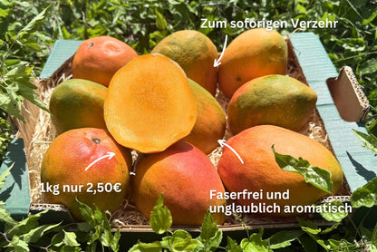 Mango Kent Ready to eat 4kg Retterbox %