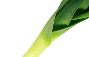 Lauch neue Ernte Bio regional Bayern