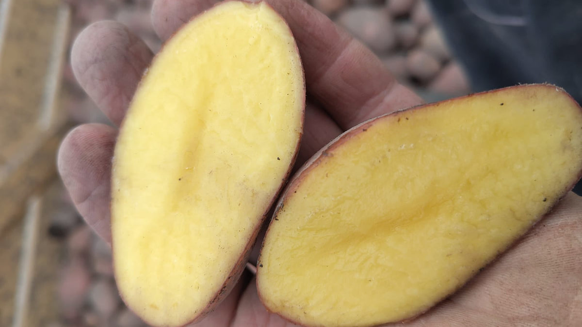 Bio Kartoffel „Ofenbabies bunt" regional vom Billesbergerhof NEUE ERNTE!
