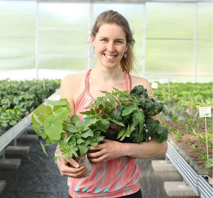 Cocktailtomaten Mix regional vom Biohof Laurer aus Landau
