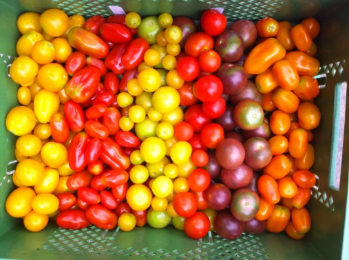 Cocktailtomaten Mix regional vom Biohof Laurer aus Landau