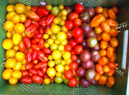 Cocktailtomaten Mix regional vom Biohof Laurer aus Landau