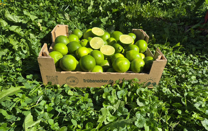 Limetten Bio aus Andalusien (mit Schale verwertbar!) 2kg Box Sonderaktion %