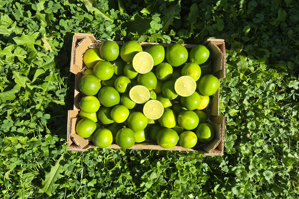 Limetten Bio aus Andalusien (mit Schale verwertbar!) 2kg Box Sonderaktion %