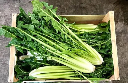 Löwenzahn (Cicoria Catalogna) Bio Apulien