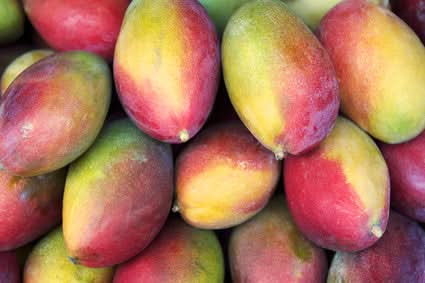 Mango "Shelly"