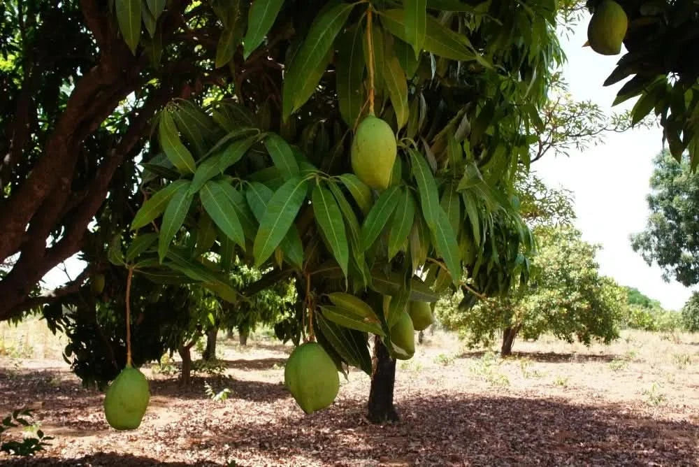 Mango "Keitt" Biodynamisch Box 4kg