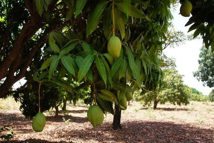 Mango "Keitt" Biodynamisch Box 4kg