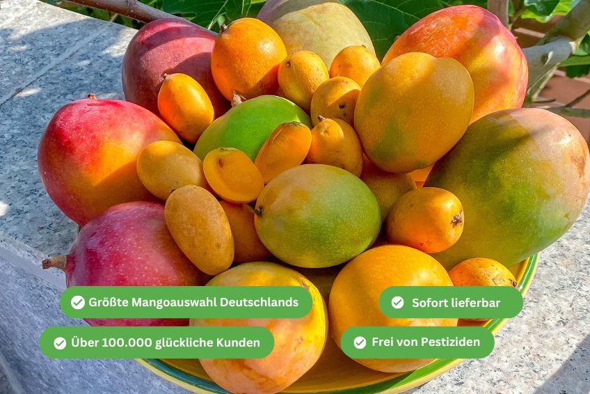 Mango Entdeckerbox (12 Sorten!) Aktionspreis %