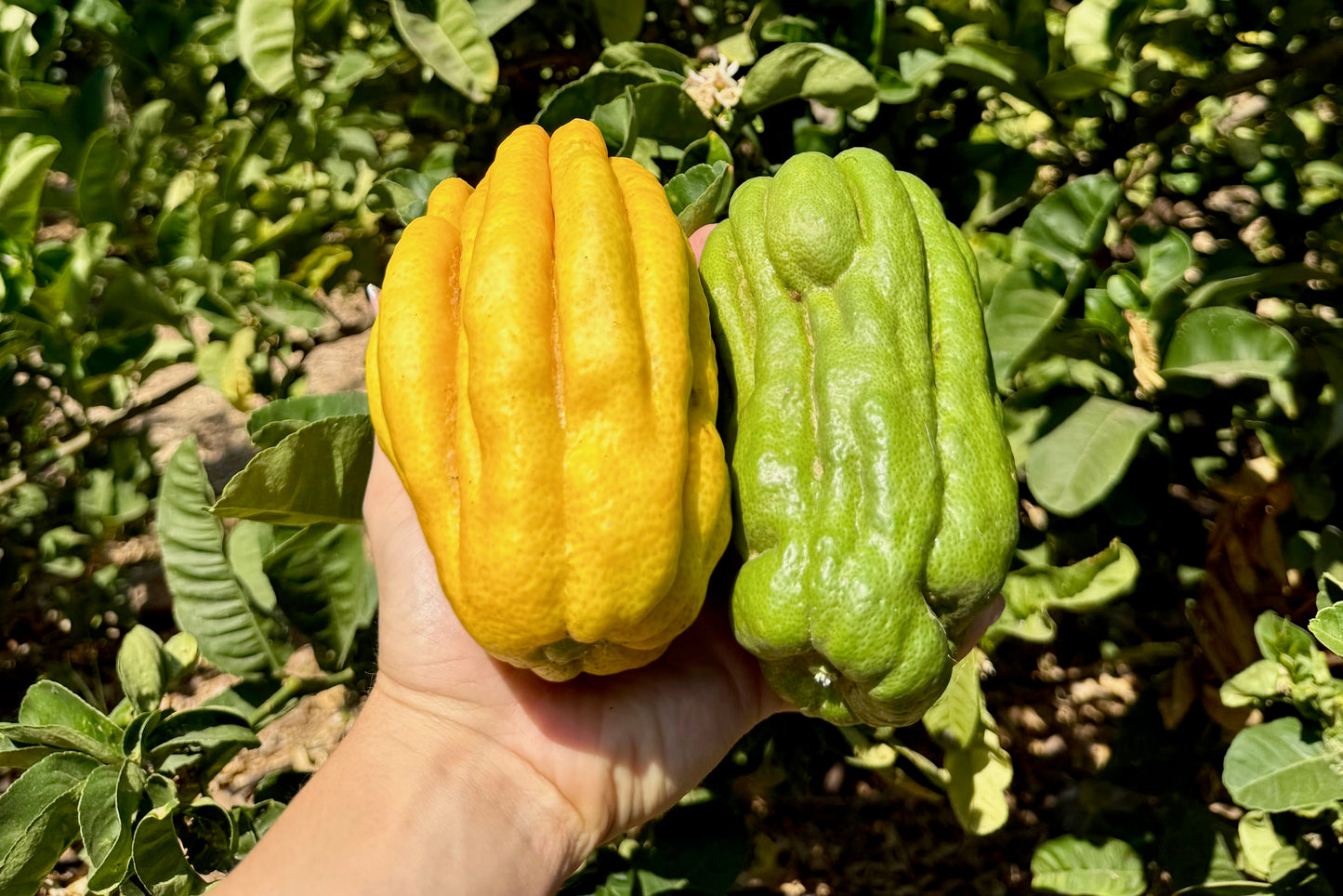 Zitrusfrucht "Buddha's Hand" Bio von Juan