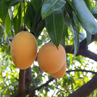Mangopflaume (Maprang) naturbelassen Kipepeo 500g