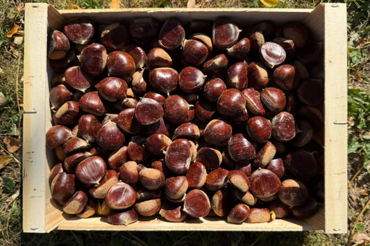 Maronen Bio Frankreich "Bouche de Betizac"