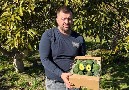 Avocado Hass Mini Bio von Juan Retterbox % 3kg