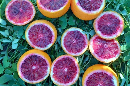 Moro Blutorangen Bio von Familie Bilardi Kalabrien