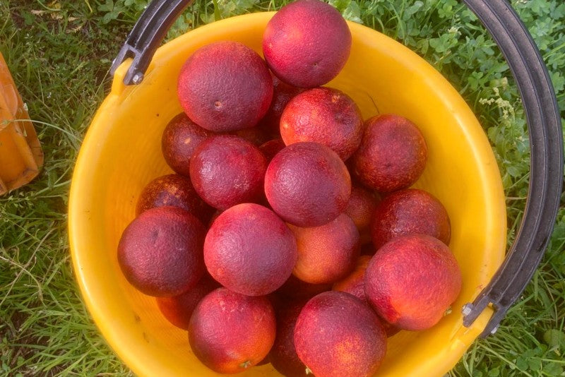 Moro Blutorangen Bio von Familie Bilardi Sparpreis-Box 7kg %