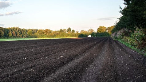 Radicchio Chioggia bio regional demeter vom Obergrashof
