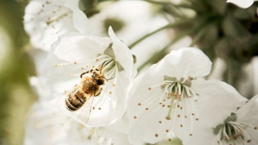 Apfel "Santana" Bio (allergikerfreundlich) regional vom Obstgut Erletz am Bodensee