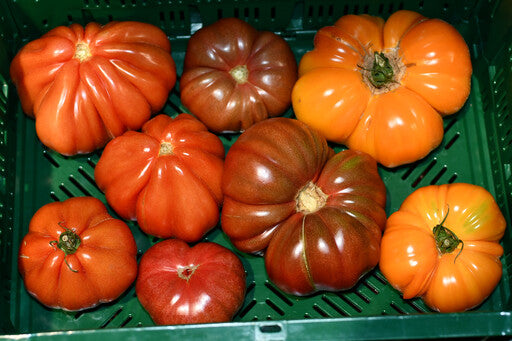 Bunte Ochsenherz Tomaten Bio regional