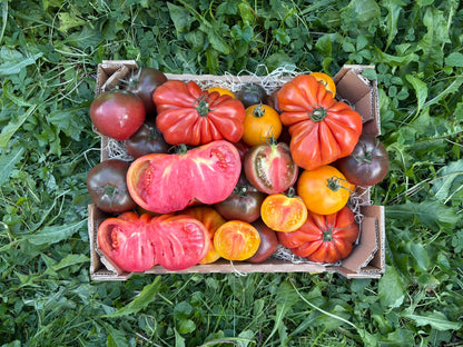 Ochsenherzen bunt Bio regional Bioland aus Bayern