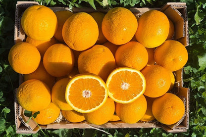 Saftorangen Navelina Bio neue Ernte aus Andalusien