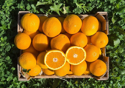 Sommer-Saftorangen Bio aus Kreta