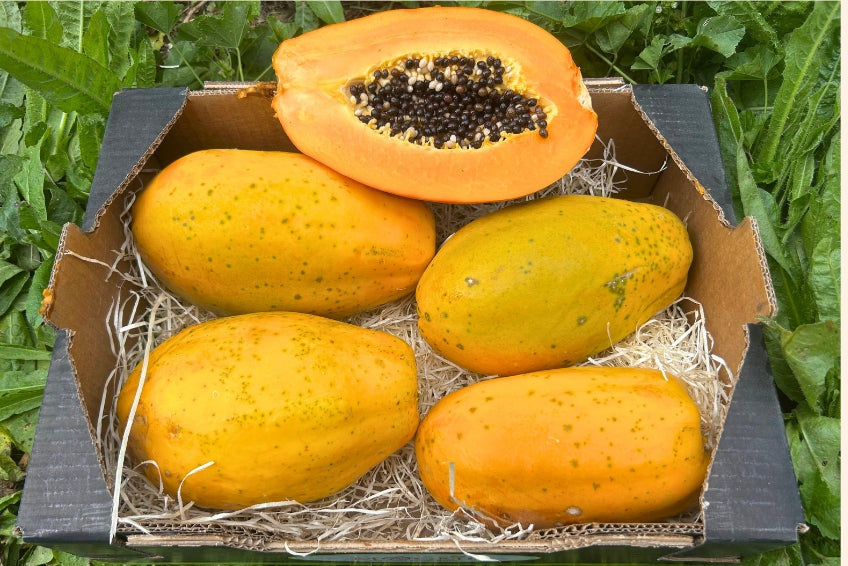 Papaya von Salvador Kennenlernpreis % 4kg Box