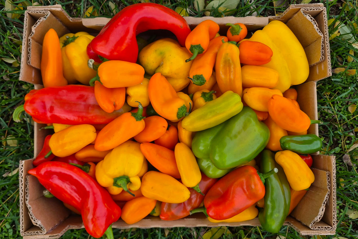 Paprika-Mix Bio Regional Demeter Obergrashof