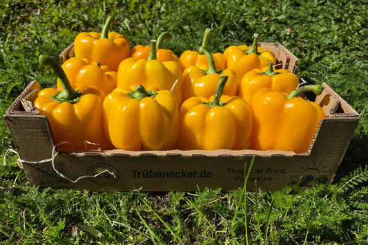Paprika gelb Bio aus Italien