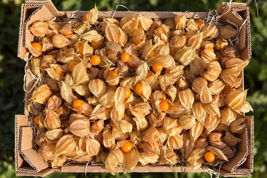 Physalis Bio regional Demeter aus Bayern