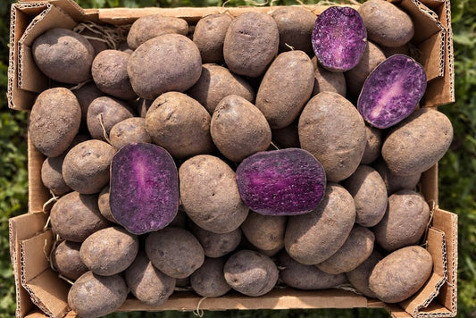 Kartoffel Purple Rain Bio regional Billesbergerhof