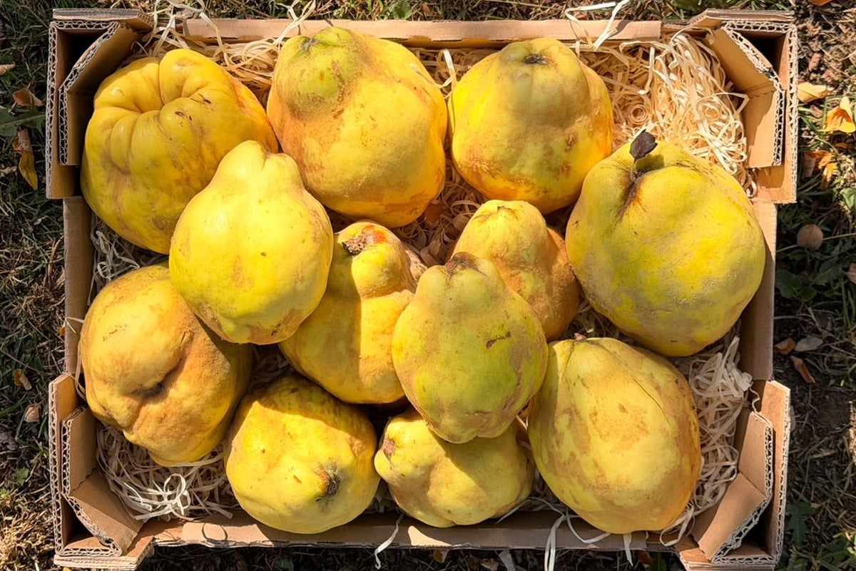 Quitten Bio aus der Provence NEUE ERNTE