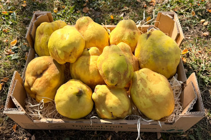 Quitten Bio aus der Provence NEUE ERNTE