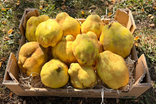 Quitten Bio aus der Provence NEUE ERNTE