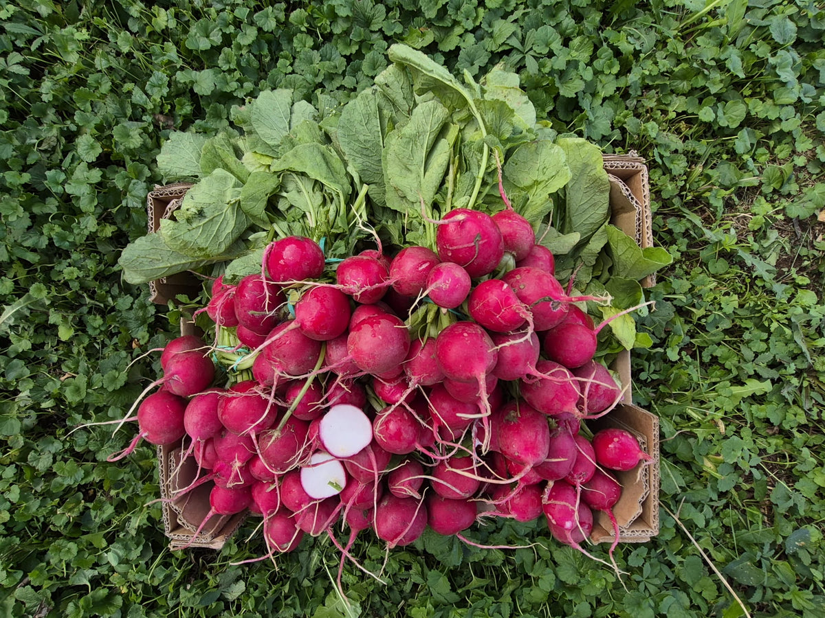 Radieschen Bio regional Demetergärtnerei Obergrashof großer Bund