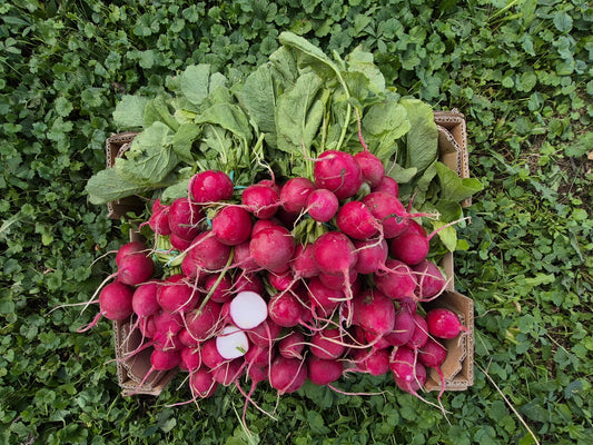 Radieschen Bio regional Demetergärtnerei Obergrashof großer Bund