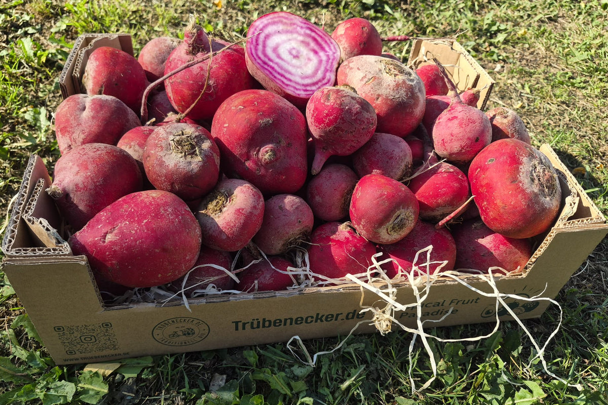 Ringelbete Tonda di Chioggia Bio samenfest Demeter regional
