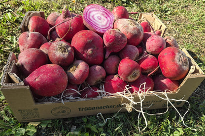 Ringelbete Tonda di Chioggia Bio samenfest Demeter regional
