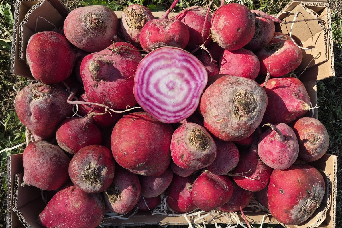 Ringelbete Tonda di Chioggia Bio samenfest Demeter regional