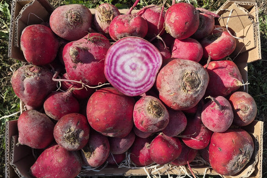 Ringelbete Tonda di Chioggia Bio samenfest Demeter regional