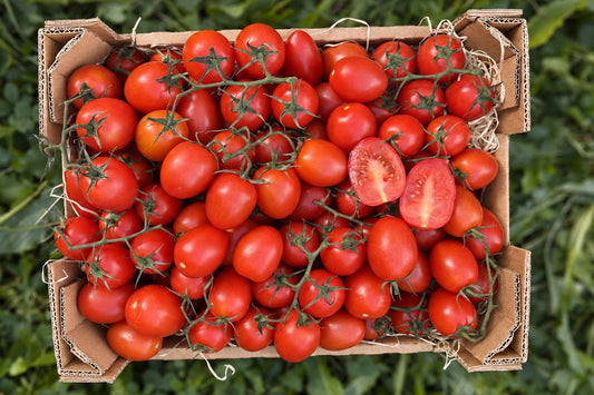 Tomaten Cherry am Strauch regional Bioland aus Bayern