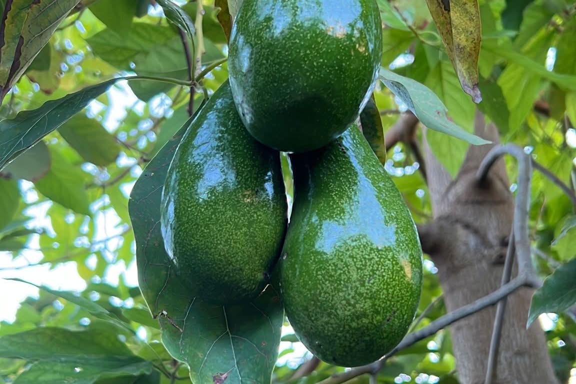 Avocado-Rarität Insana wild 13 Monate baumgereift von Julian Sparpreis-Box %