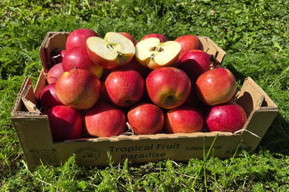 Apfel "Santana" Bio (allergikerfreundl.) regional Bioland Obstgut Erletz