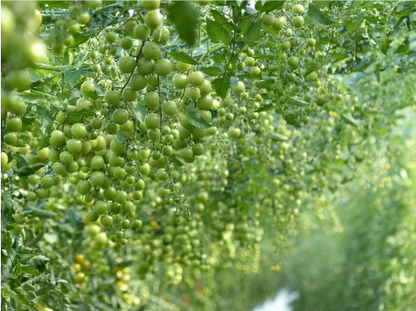 Cocktailtomaten Mix regional vom Biohof Laurer aus Landau