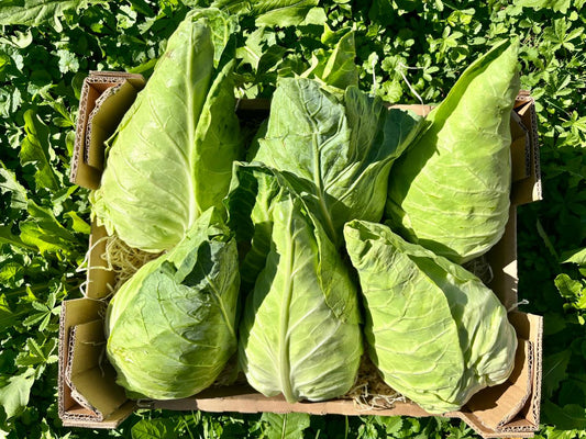Spitzkohl Bio zart regional Bioland aus Bayern