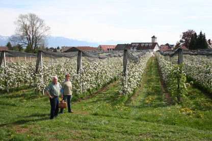 Apfel „Rubinola“ bio regional Bioland vom Bodensee