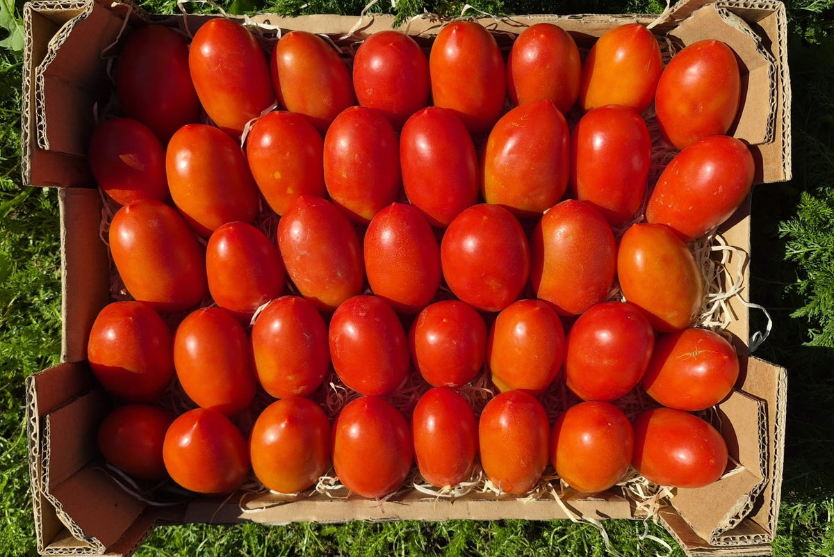 Tomaten "Roma" vom Biohof Fink aus Österreich