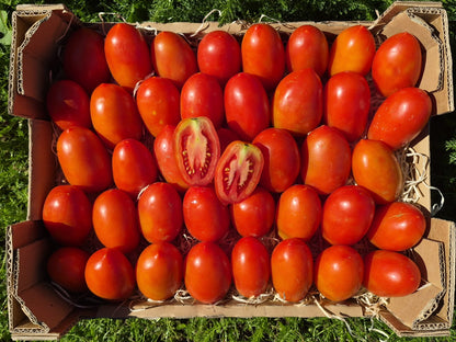 Tomaten "Roma" vom Biohof Fink aus Österreich