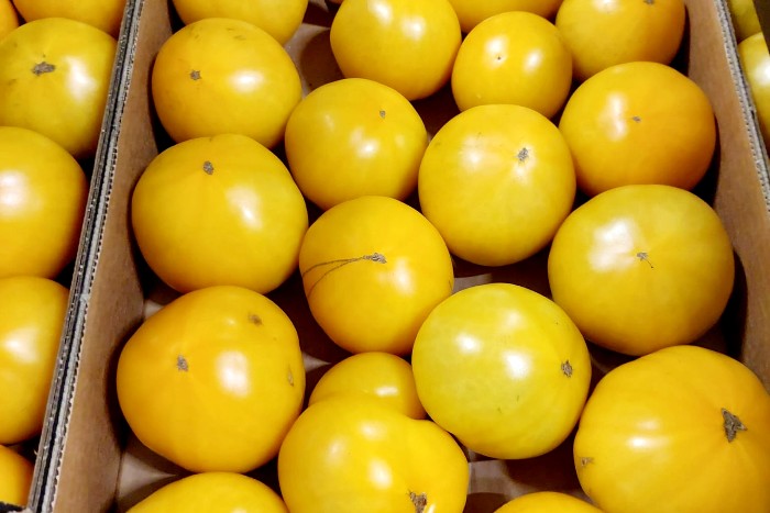 Tomaten "Charnue Orange" Bio aus der Provence