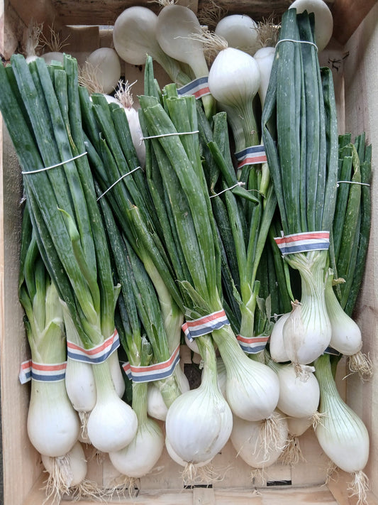 Zwiebeln weiß halbtrocken Bio aus der Provence Bund