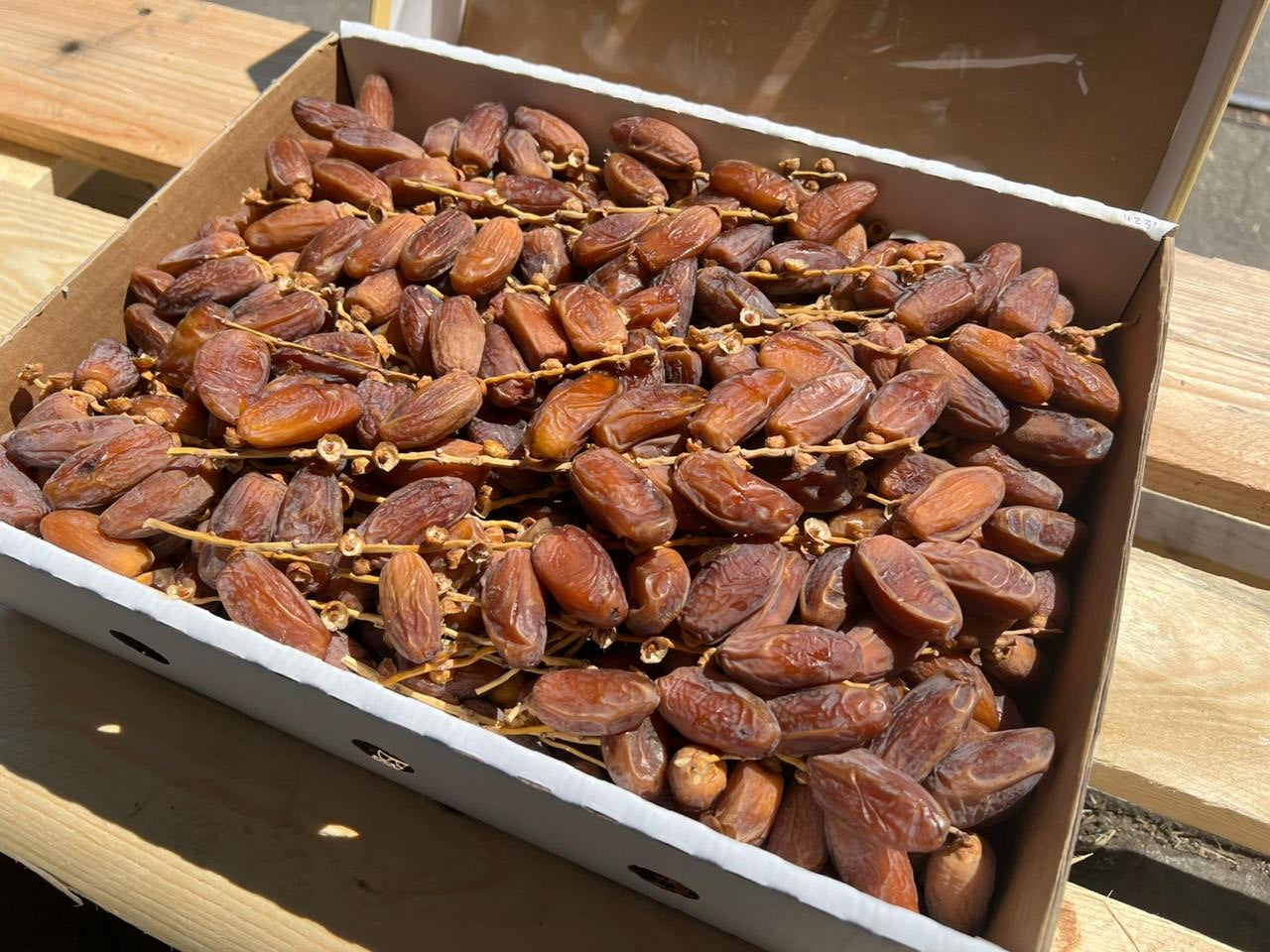 Datteln Deglet Nour